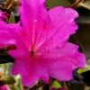 Echo Bloom 'N Again Azalea - 2 Gallon Pot -Plant Lover House Shop azalea bloom n again augusta echo 6