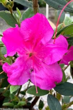 Echo Bloom 'N Again Azalea - 2 Gallon Pot -Plant Lover House Shop azalea bloom n again augusta echo 7