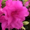 Lavender Twist Bloom 'N Again Azalea - 2 Gallon Pot -Plant Lover House Shop azalea bloom n again lavender twist 1