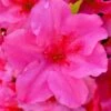 Pink Explosion Bloom 'N Again Azalea - 2 Gallon Pot -Plant Lover House Shop azalea bloom n again pink explosion 11