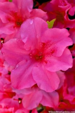 Pink Explosion Bloom 'N Again Azalea - 2 Gallon Pot -Plant Lover House Shop azalea bloom n again pink explosion 12