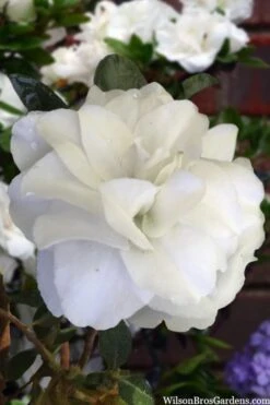 Snowball Bloom 'N Again Azalea - 2 Gallon Pot 11 Snowball Bloom 'N Again Azalea - 2 Gallon Pot -Plant Lover House Shop azalea bloom n again snowball 13