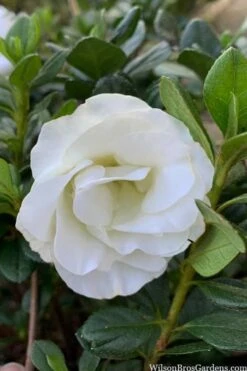 Snowball Bloom 'N Again Azalea - 2 Gallon Pot 13 Snowball Bloom 'N Again Azalea - 2 Gallon Pot -Plant Lover House Shop azalea bloom n again snowball 14