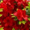 Buccaneer Red Azalea (Glenn Dale Hydrid) - 2 Gallon Pot -Plant Lover House Shop azalea buccaneer 1