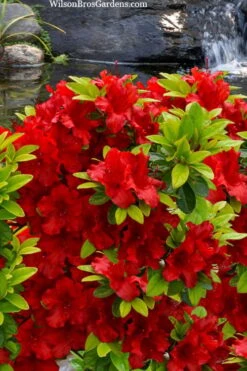 Buccaneer Red Azalea (Glenn Dale Hydrid) - 2 Gallon Pot -Plant Lover House Shop azalea buccaneer 2