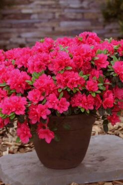 Canzonetta Azalea - 1 Gallon Pot 10 Canzonetta Azalea - 1 Gallon Pot -Plant Lover House Shop azalea canzonetta 3