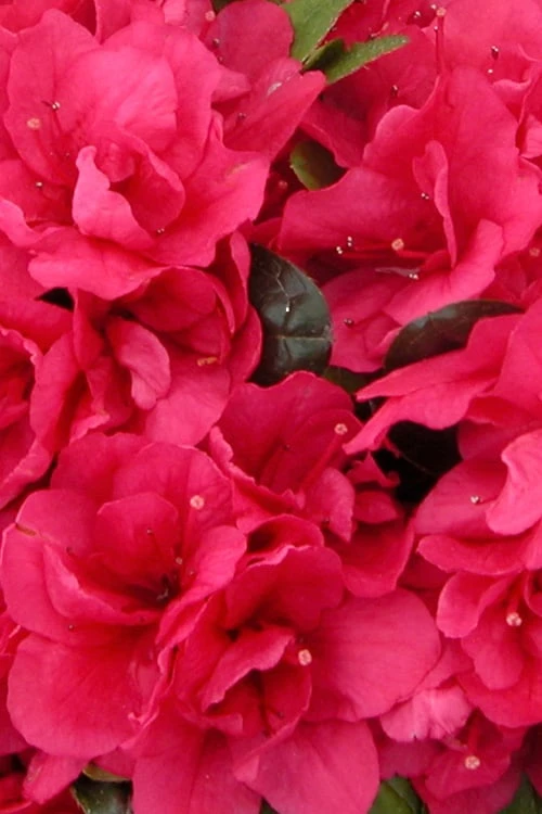 Canzonetta Azalea - 1 Gallon Pot 7 Canzonetta Azalea - 1 Gallon Pot - Image 5