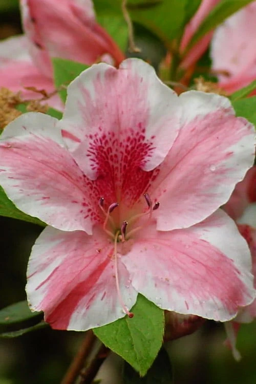 Lady Cavendish Azalea - 6 Pack Of 1 Gallon Pots 3 Lady Cavendish Azalea - 6 Pack Of 1 Gallon Pots