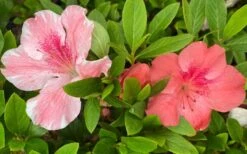 Lady Cavendish Azalea - 3 Gallon Pot -Plant Lover House Shop azalea cavendish 2 1