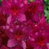Dauntless Azalea (Glenn Dale Hydrid) - 2 Gallon Pot 1 Dauntless Azalea (Glenn Dale Hydrid) - 2 Gallon Pot -Plant Lover House Shop azalea dauntless 2