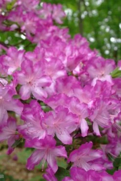 Fawn Azalea - 2 Gallon Pot -Plant Lover House Shop azalea fawn 6