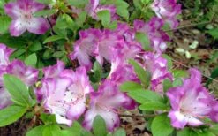 Fawn Azalea - 2 Gallon Pot -Plant Lover House Shop azalea fawn 7