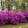 Formosa Southern Indica Azalea - 1 Gallon Pot 2 Formosa Southern Indica Azalea - 1 Gallon Pot -Plant Lover House Shop azalea formosa hedge