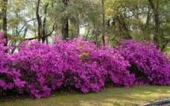 Formosa Southern Indica Azalea - 3 Gallon Pot 11 Formosa Southern Indica Azalea - 3 Gallon Pot -Plant Lover House Shop azalea formosa hedge 2