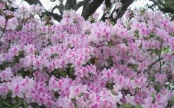 George L. Taber Southern Indica Azalea - 3 Gallon Pot 12 George L. Taber Southern Indica Azalea - 3 Gallon Pot -Plant Lover House Shop azalea george taber 10