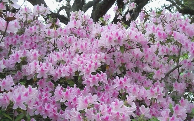 George L. Taber Southern Indica Azalea - 3 Gallon Pot 7 George L. Taber Southern Indica Azalea - 3 Gallon Pot - Image 5