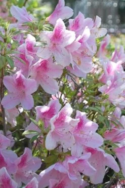 George L. Taber Southern Indica Azalea - 3 Gallon Pot 11 George L. Taber Southern Indica Azalea - 3 Gallon Pot -Plant Lover House Shop azalea george taber 11