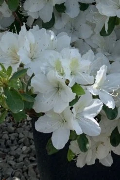 Girard's Pleasant White Azalea - 1 Gallon Pot 15 Girard's Pleasant White Azalea - 1 Gallon Pot -Plant Lover House Shop azalea girards pleasant white 22