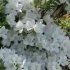 Girard's Pleasant White Azalea - 1 Gallon Pot -Plant Lover House Shop azalea girards pleasant white 23