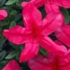 Gloria Deep Pink Sawada Azalea - 6 Pack Of 1 Gallon Pots -Plant Lover House Shop azalea gloria deep pink sawada 1