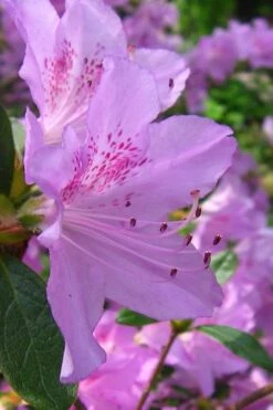 Gulf Pride Fragrant Southern Indica Azalea - 6 Pack Of 1 Gallon Pots 11 Gulf Pride Fragrant Southern Indica Azalea - 6 Pack Of 1 Gallon Pots -Plant Lover House Shop azalea gulf pride 2 1