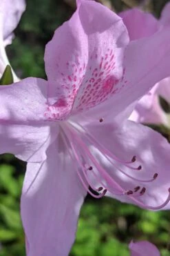 Gulf Pride Fragrant Southern Indica Azalea - 1 Gallon Pot -Plant Lover House Shop azalea gulf pride 5