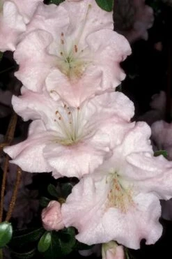 Gwenda Azalea (Robin Hill Hybrid) - 6 Pack Of 1 Gallon Pots -Plant Lover House Shop azalea gwenda 6 1