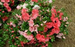 Hilda Niblett Azalea - 2 Gallon Pot -Plant Lover House Shop azalea hilda niblet flowers