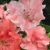 Hilda Niblett Azalea - 2 Gallon Pot -Plant Lover House Shop azalea hilda niblett 11