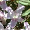 Lilacina Southern Indica Azalea - 3 Gallon Pot -Plant Lover House Shop azalea indica lilacina 5