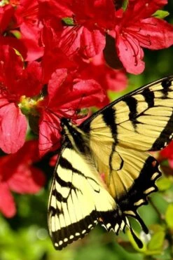 Midnight Flare Azalea - 3 Gallon Pot -Plant Lover House Shop azalea midnight flare 20 1