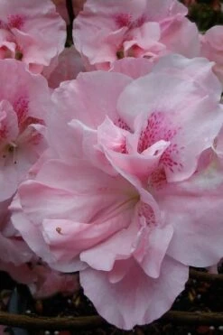 Nancy Of Robin Hill Azalea - 3 Gallon Pot 10 Nancy Of Robin Hill Azalea - 3 Gallon Pot -Plant Lover House Shop azalea nancy at robin hill 1 1