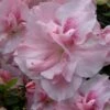 Nancy Of Robin Hill Azalea - 2 Gallon Pot -Plant Lover House Shop azalea nancy of robin hill 4