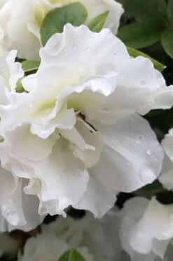 Perfecto Mundo Double White Reblooming Azalea - 2 Gallon Pot -Plant Lover House Shop azalea perfecto mondo double white 1 1