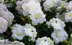 Perfecto Mundo Double White Reblooming Azalea - 3 Gallon Pot -Plant Lover House Shop azalea perfecto mondo double white 2