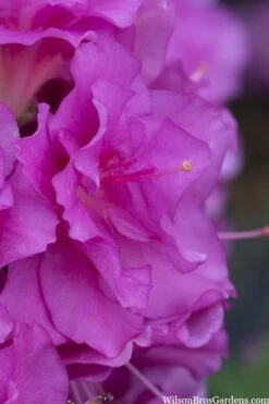 Perfecto Mundo Double Purple Reblooming Azalea - 2 Gallon Pot 11 Perfecto Mundo Double Purple Reblooming Azalea - 2 Gallon Pot -Plant Lover House Shop azalea perfecto mondo double20purple 1 3