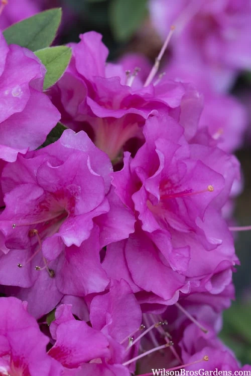 Perfecto Mundo Double Purple Reblooming Azalea - 3 Pack Of Quart Pots 3 Perfecto Mundo Double Purple Reblooming Azalea - 3 Pack Of Quart Pots