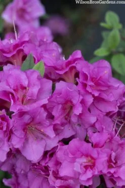 Perfecto Mundo Double Purple Reblooming Azalea - 3 Pack Of Quart Pots 13 Perfecto Mundo Double Purple Reblooming Azalea - 3 Pack Of Quart Pots -Plant Lover House Shop azalea perfecto mondo double20purple 3
