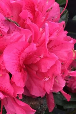 Perfecto Mundo Double Dark Pink Reblooming Azalea - 3 Gallon Pot -Plant Lover House Shop azalea perfecto mundo double dark pink 1 1