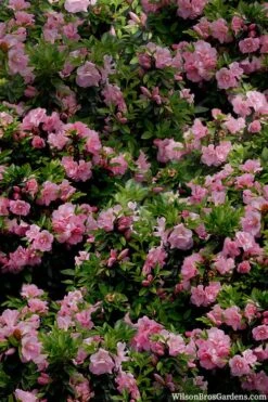 Perfecto Mundo Double Pink Reblooming Azalea - 3 Gallon Pot -Plant Lover House Shop azalea perfecto mundo double pink 1