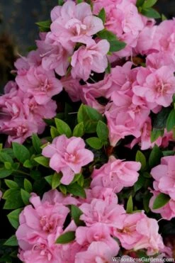 Perfecto Mundo Double Pink Reblooming Azalea - 2 Gallon Pot 13 Perfecto Mundo Double Pink Reblooming Azalea - 2 Gallon Pot -Plant Lover House Shop azalea perfecto mundo double pink 2 1