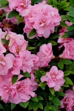 Perfecto Mundo Double Pink Reblooming Azalea - 2 Gallon Pot 11 Perfecto Mundo Double Pink Reblooming Azalea - 2 Gallon Pot -Plant Lover House Shop azalea perfecto mundo double pink 4