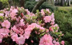 Perfecto Mundo Double Pink Reblooming Azalea - 3 Gallon Pot -Plant Lover House Shop azalea perfecto mundo double pink 5