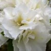 Perfecto Mundo Double White Reblooming Azalea - 2 Gallon Pot 2 Perfecto Mundo Double White Reblooming Azalea - 2 Gallon Pot -Plant Lover House Shop azalea perfecto mundo double white 8 1