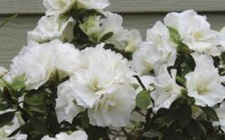 Perfecto Mundo Double White Reblooming Azalea - 2 Gallon Pot -Plant Lover House Shop azalea perfecto mundo double white 9 1