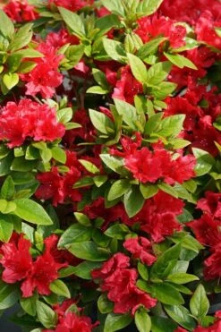 Perfecto Mundo Red Reblooming Azalea - 3 Gallon Pot -Plant Lover House Shop azalea perfecto mundo red 2 1