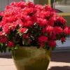 Perfecto Mundo Red Reblooming Azalea - 1 Gallon Pot -Plant Lover House Shop azalea perfecto mundo red 3