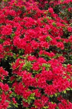 Perfecto Mundo Red Reblooming Azalea - 3 Pack Of Quart Pots -Plant Lover House Shop azalea perfecto mundo red 5 2