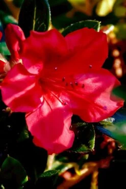 Perfecto Mundo Red Reblooming Azalea - 3 Pack Of Quart Pots -Plant Lover House Shop azalea perfecto mundo red 6 2