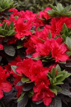 Perfecto Mundo Red Reblooming Azalea - 3 Gallon Pot -Plant Lover House Shop azalea perfecto mundo red 8 1